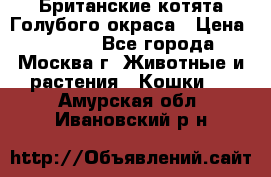 Британские котята Голубого окраса › Цена ­ 8 000 - Все города, Москва г. Животные и растения » Кошки   . Амурская обл.,Ивановский р-н